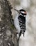 Woodpecker Stock Photo and Image. Close-up profile view climbing tree trunk and displaying feather plumage in its environment and