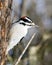 Woodpecker Stock Photo and Image. Close-up profile view head shot, climbing tree trunk and displaying feather plumage in its