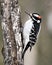 Woodpecker Stock Photo. lMale cose-up climbing tree trunk and displaying feather plumage in its environment and habitat in