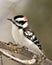 Woodpecker Stock Photos. Male close-up perched on a branch displaying feather plumage in its environment and habitat in