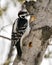 Woodpecker Stock Photos. Male close-up profile view drumming a hole in a  tree trunk and displaying feather plumage in its