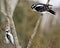 Woodpecker Stock Photos. Woodpecker couple close-up profile view perched on tree branch in their environment and habitat in the
