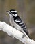 Woodpecker Stock Photos. Woodpecker female close-up image perched on a branch displaying feather plumage in its environment and