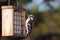 Woodpecker and Suet