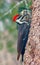 Woodpecker on the tree