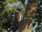 Woodpecker on tree