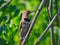 Woodpecker on Tree Branch: Northern flicker woodpecker scales a tree branch