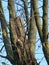 Woodpecker in a tree closeup