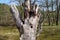 Woodpecker tree in the nature reserve