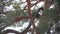 Woodpecker on the trunk of a pine.