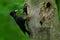 Woodpecker with young in the nest hole. Black woodpecker in the green summer forest. Woodpecker near the nest hole. Wildlife scene