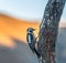 Woodpeckers eating breakfast in the mountain