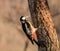 Woodpeckers eating breakfast in the mountain