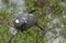 A Woodpidgeon, Columba palumbus, perching on a Hawthorn tree eating the new leaves.