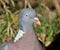 Woodpigeon in bright sun in urban house garden.