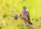 Woodpigeon - Columba palumbus.