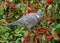 Woodpigeon - Columba palumbus feeding on berries.