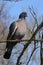 Woodpigeon, columba palumbus, perched in a tree