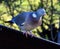 Woodpigeon looking for food in winter conditions.