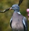 Woodpigeon searching for food in an urban house garden.