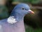 Woodpigeon in urban house garden in winter looking for food