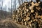 Woodpile of beech logs.