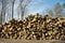 Woodpile of beech logs.