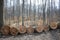 Woodpile of beech logs.