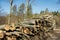 Woodpile of beech logs.