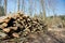 Woodpile of beech logs.