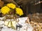 Woodpile of birch firewood. Three yellow dandelions in a glass jar. Preparation of wood for the oven