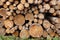 Woodpile of cut trees in the lumberyard