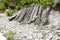 Woodpile Firewood near Forest Road Old larches, pathway, grass, trees, fern plants. Forest