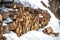 Woodpile of firewood in the snow closeup