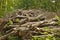 Woodpile in the forest