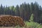 Woodpile of freshly harvested pine logs on a forest road under sunny skies. Trunks of trees cut and stacked in the foreground,