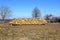 Woodpile of freshly harvested pine logs under sunny skies