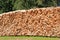 Woodpile of freshly harvested spruce logs. Trunks of trees cut and stacked in the forest. Wooden Logs