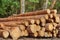 Woodpile From Sawn Pine And Spruce Logs For Forestry Industry