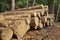 Woodpile From Sawn Pine And Spruce Logs For Forestry Industry