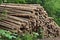 Woodpile From Sawn Pine And Spruce Logs For Forestry Industry