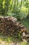 Woodpile in the summer forest. Stacked sawn old wooden logs