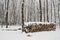 Woodpile in winter forest