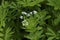 Woodruff with flowers on the forest floor at harvest time in May, in spring,