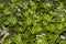 Woodruff with flowers on the forest floor at harvest time in May, in spring,