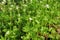 Woodruff (Galium odoratum)