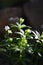 Woodruff (Galium odoratum)