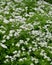 Woodruff - healing herbs - galium odoratum