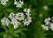 Woodruff - healing herbs - galium odoratum
