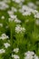 Woodruff - healing herbs - galium odoratum